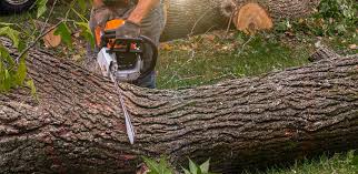 Best Commercial Tree Services  in Bensville, MD