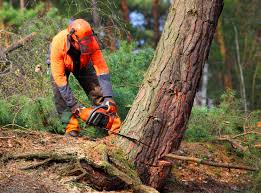 Best Tree Trimming and Pruning  in Bensville, MD