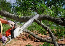 Best Tree Health Inspection  in Bensville, MD