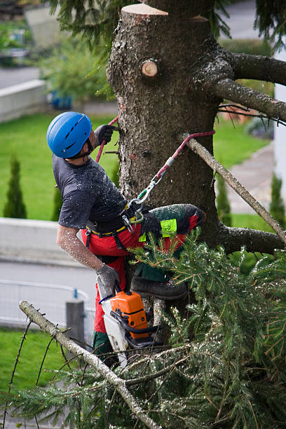 Best Lawn Disease Treatment  in Bensville, MD