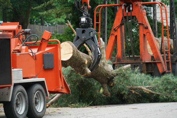 Best Seasonal Cleanup (Spring/Fall)  in Bensville, MD